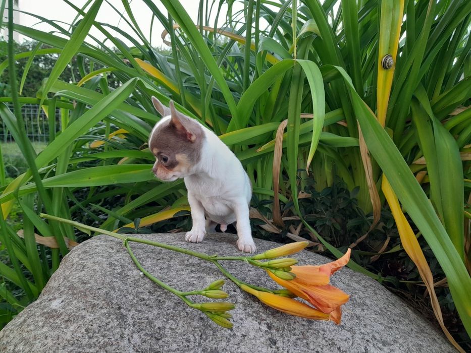 Chihuahua piesek