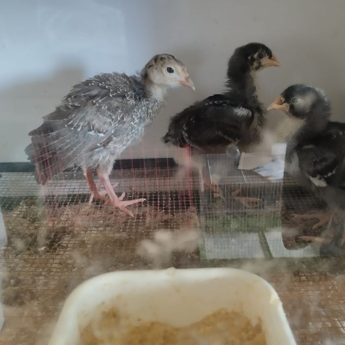 Galos e Galinhas Malines