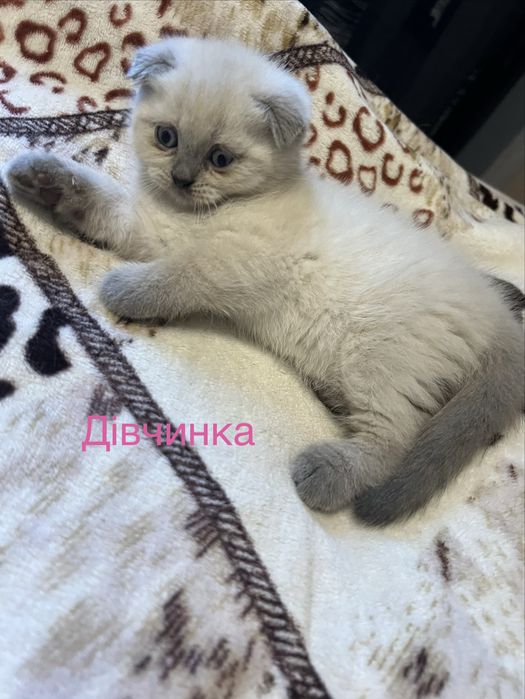 Шотландські кошенята