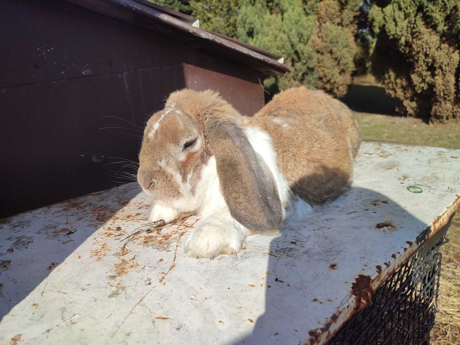 Baran francuski samiec