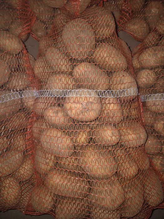 Ziemniaki Riviera kaliber 55+