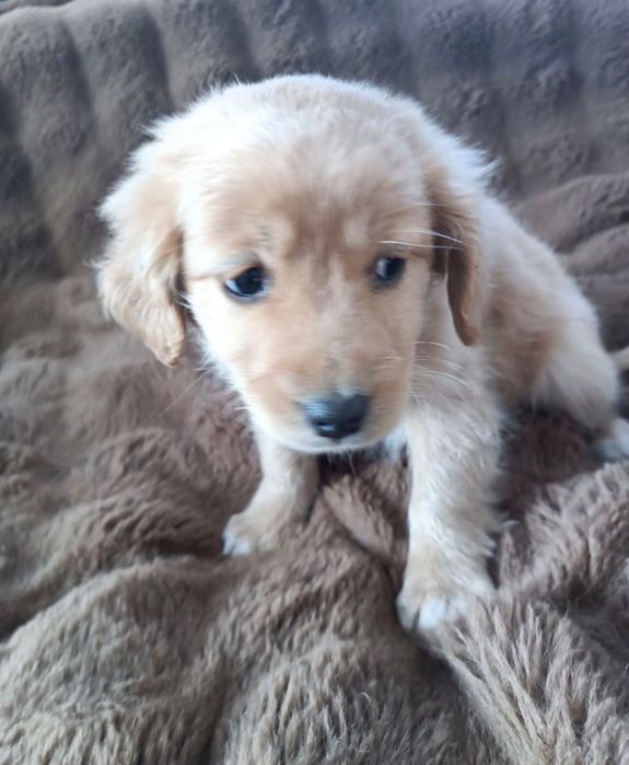 Цуценята безкоштовно