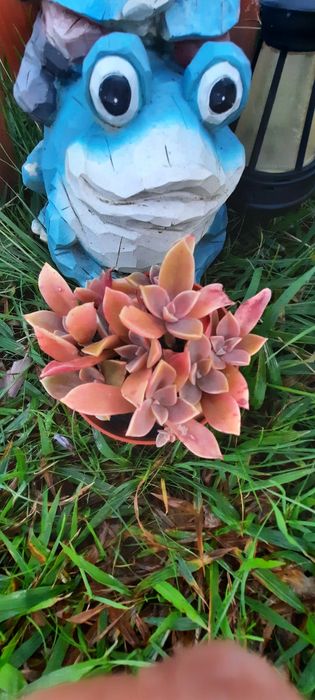 Plantas reprodução caseira adaptadas ao tempo.  Desde 3€. Vaso 8cm.