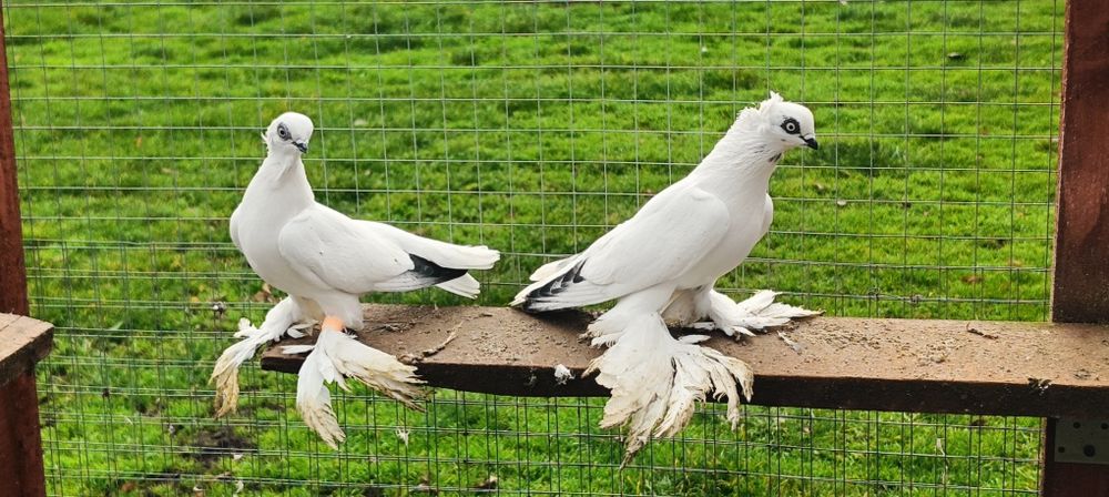 Gołębie z lotu. Winery koroniate kosmate