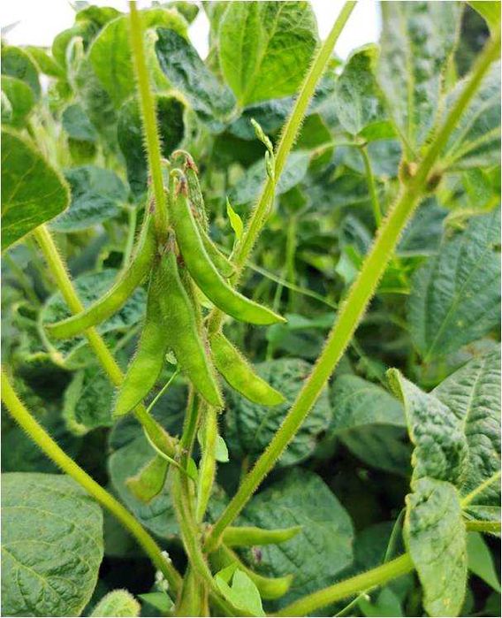 Soja, nasiona soi FAVORIT wczesna 000