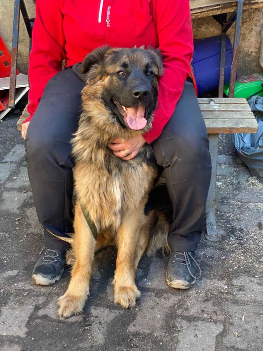 Roki w typie owczarka szuka nowego domu