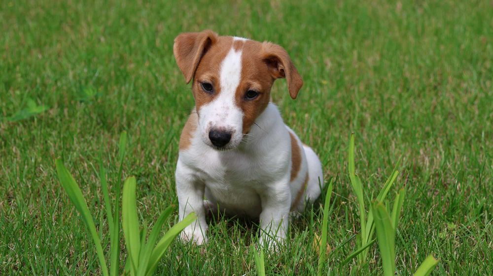 Piesek HARIBO Jack Russell Terrier z hodowli "BREFIO"-gotowy na nowy dom