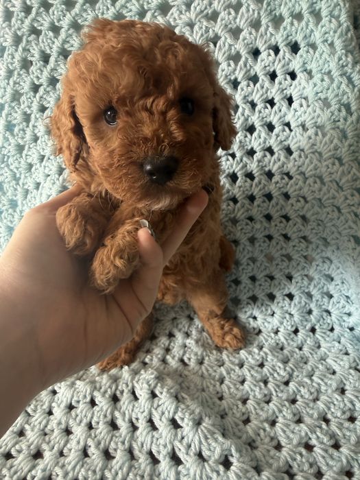 Maltipoo sliczny samiec juz do odbioru