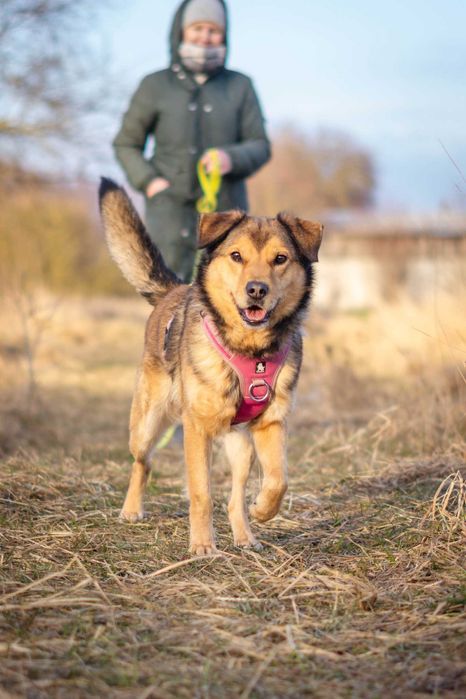 Porzucony młody Moris szuka spokojnego domku