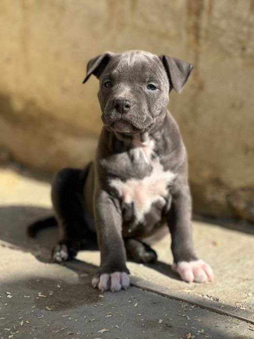 АСТ АМСАТФФ цуценя Щенки амстафф АСТ Стаффордширський тер'єр