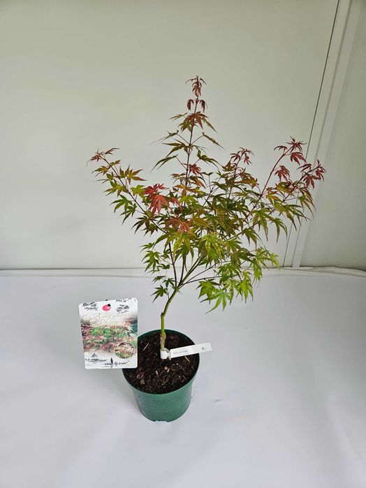 Klon palmowy 'Phoenix' (Acer palmatum 'Phoenix')