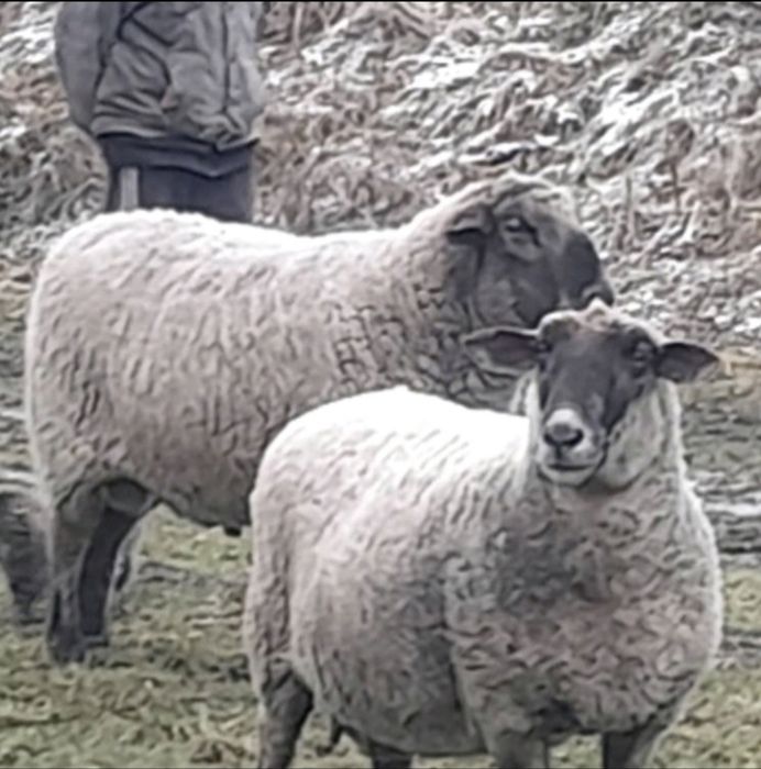 Кроси великих порід, вівці ,барани на розплід