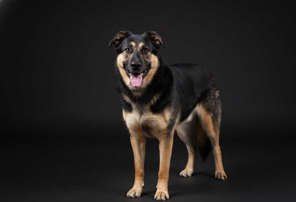 Mewa - śliczna suczka