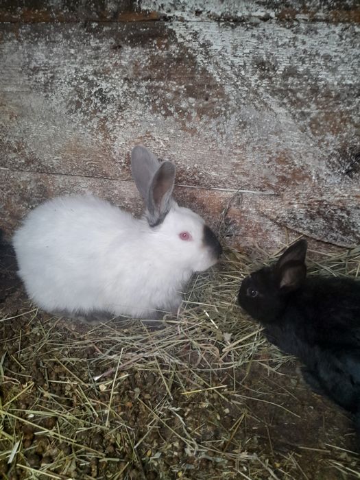 Продам самця каліфорнії.