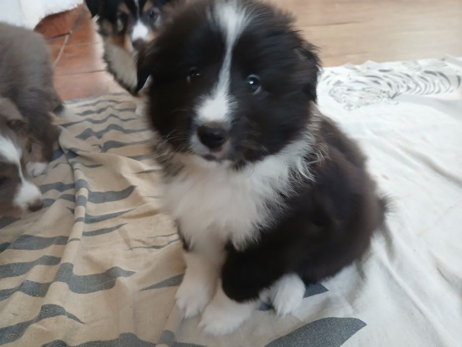 Owczarek szetlandzki - piesek bi black