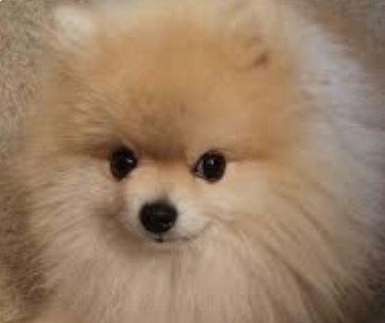 Росформирование девочек