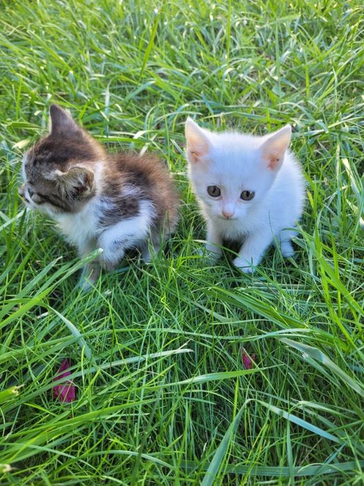 Віддамо кошенят у гарні руки