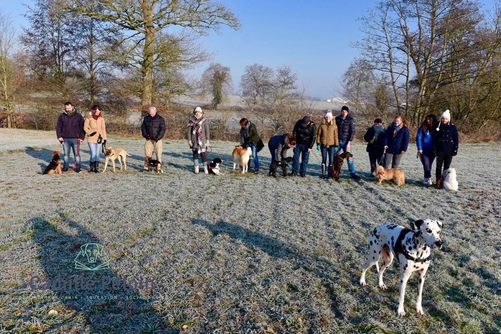 Dog-Training - Escola de cães de Caldas da Rainha e da Região Oeste