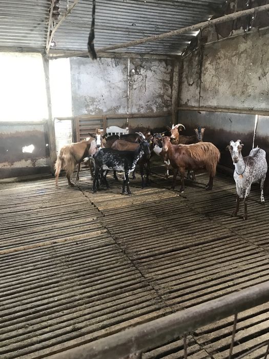 Vendo  10 chibas  ou troco  por ovelhas para  criar