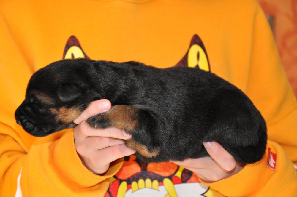 Розплідник КСУ пропонує бронювання цуценят