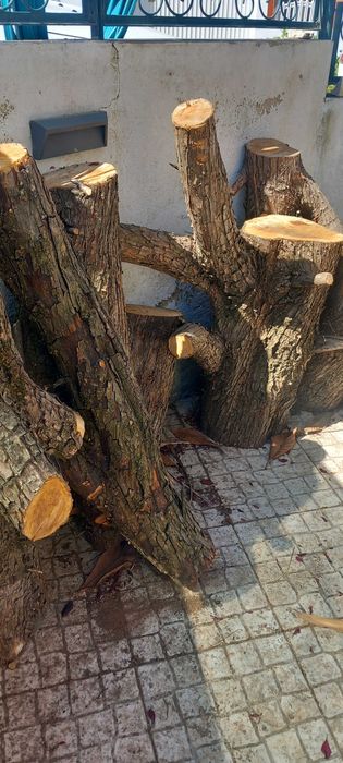 troncos de madeira cedro