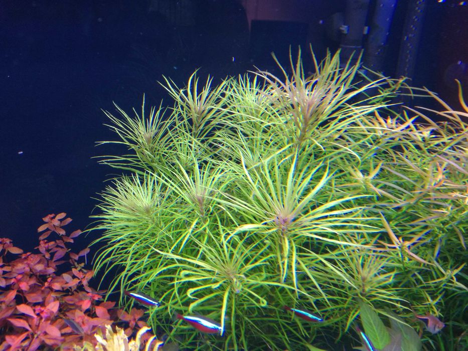 Eusteralis Stellata na 3 plan. Hodowla podwodna. Gratisy.