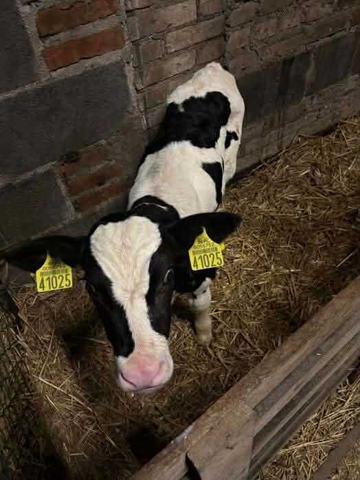 Byczek czarno - biały HF