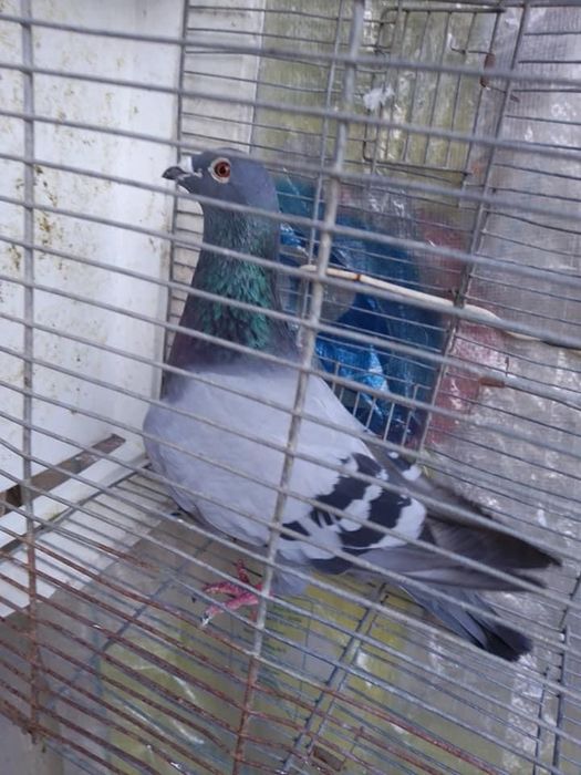 Pombo correio Colares
