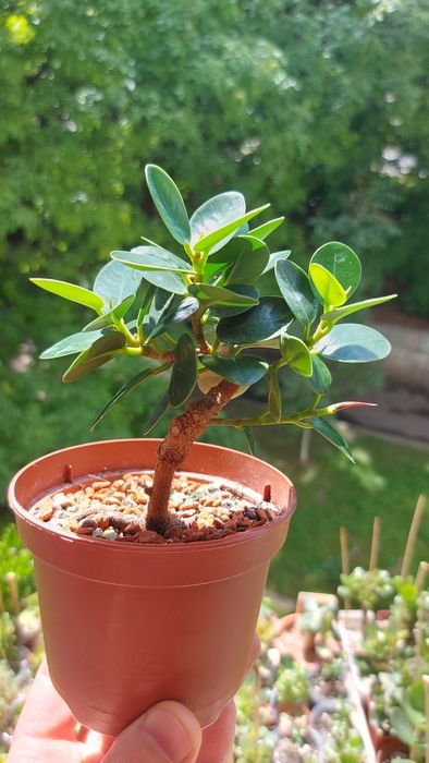Ficus Panda Фикус Панда (Dollar ficus)