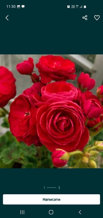 Пеларгонія/50 сортів