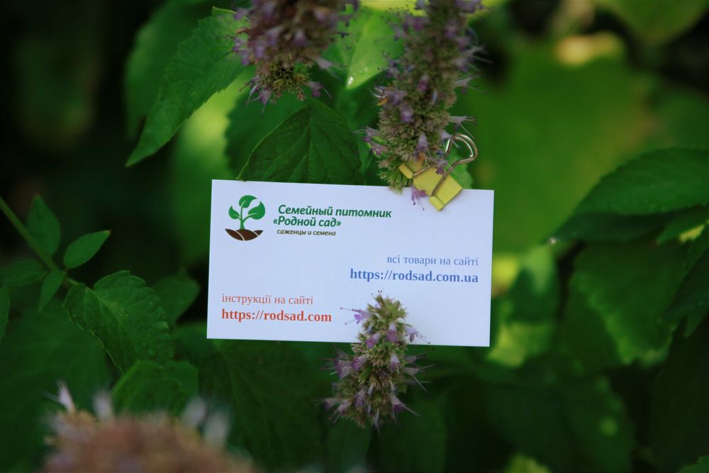 Лофант насіння (3 види) індійська м'ята агастах семена