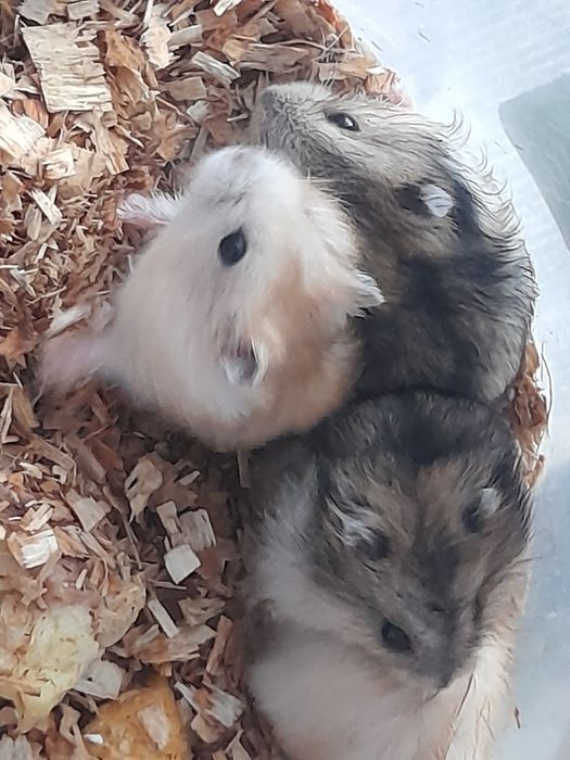 Хом'ячки джунгарики