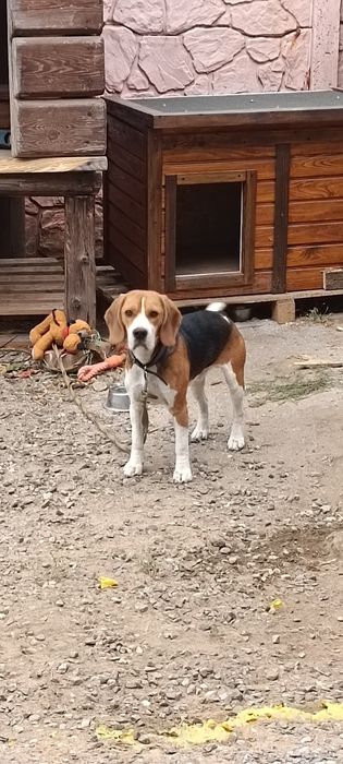 Вязка бигль кобель мальчик