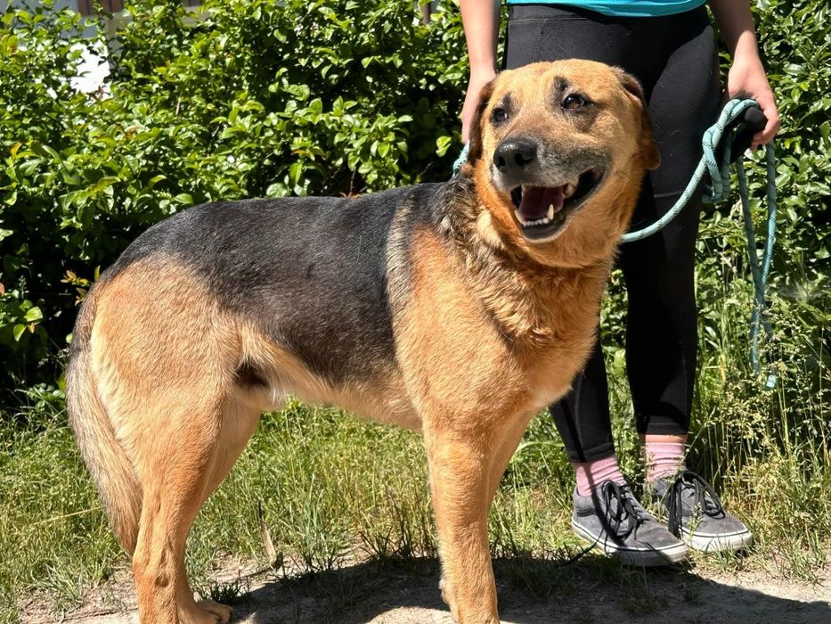 Pies nie do końca policyjny ale chętny na pieszczochy -,Himen do adopcji
