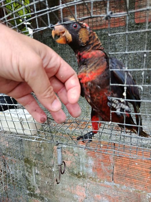 Loris  fuscata disponíveis