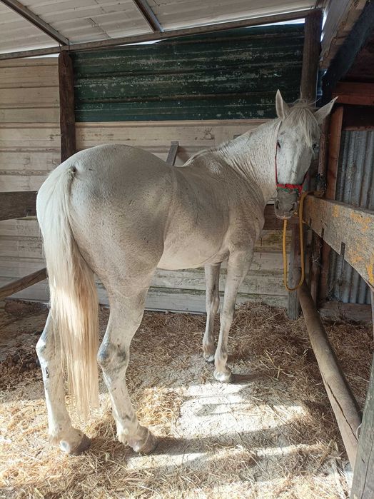 Cavalo capado 10 anos