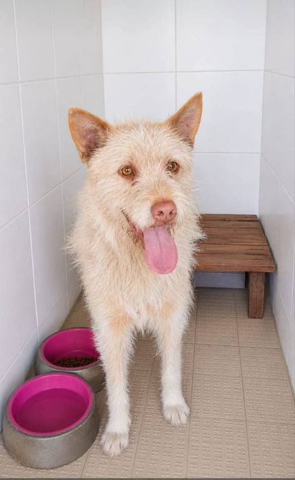 Caozinho para adopção responsável