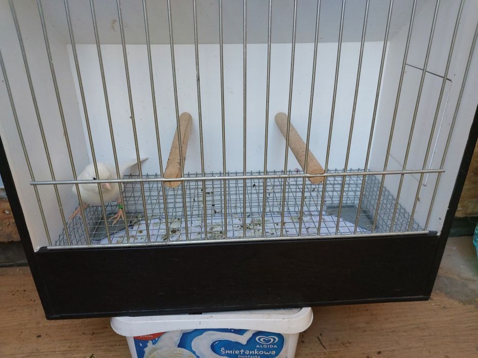 Kanarek biały sprzedam