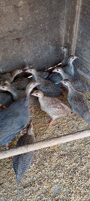 Fracas , Galinha Angola, Pintadas, pintos de 1 mês