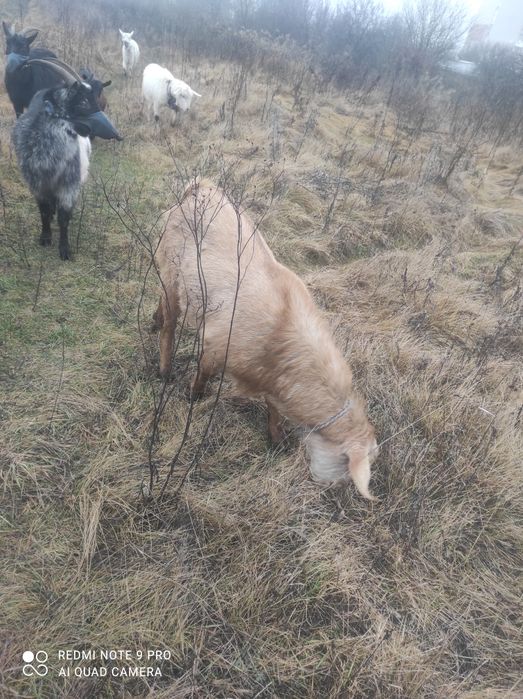 Продам.     козла