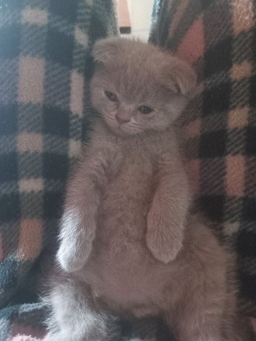 Шотландські кошенята