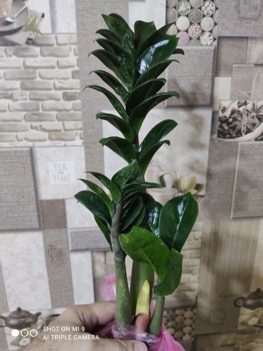 Заміокулькас-ЗЕНЗІ-