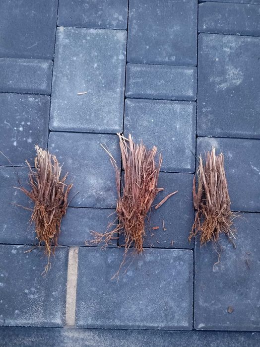 Trawa ozdobna 10 szt rozplenica japońska