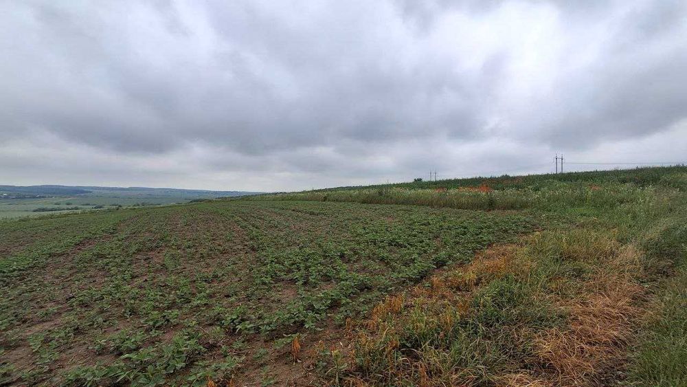 Продаж земельної ділянки 12 соток Підлужжя, сг, природа, світло