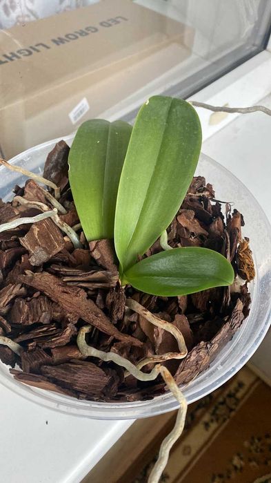 Продам орхидеи - цвет -сюрприз