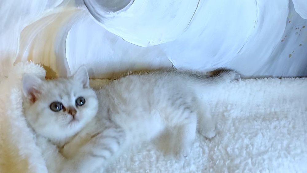 Кошенята , лагідні срібні шиншилята