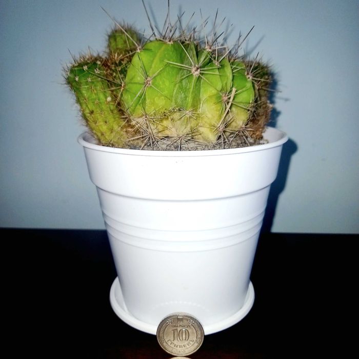 Кактус,cactus,кімнатна рослина