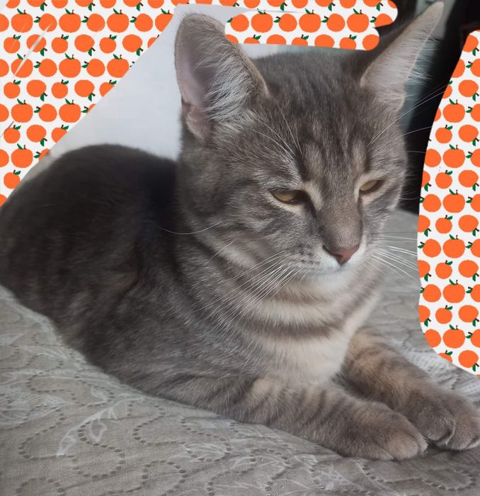 Віддам кошеня в добрі руки!