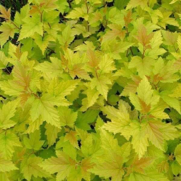 Пухиреплідник з жовтим листям і бордовим