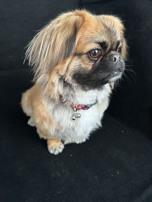 Пекінес для вязки